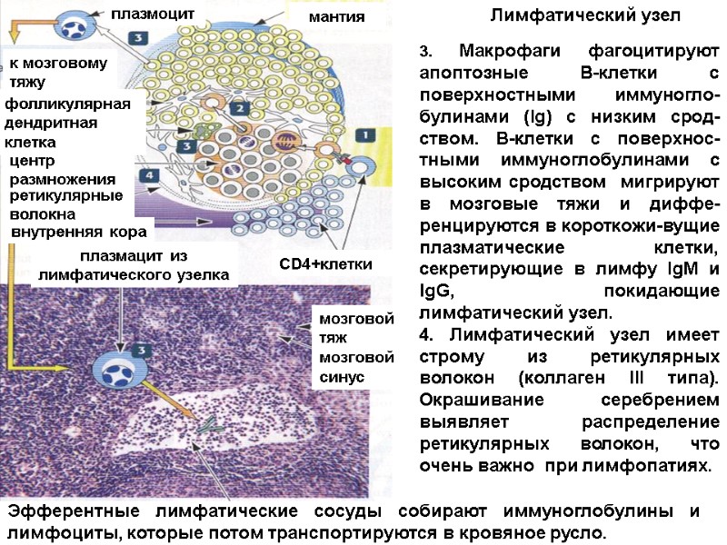 3. Макрофаги фагоцитируют апоптозные В-клетки с поверхностными иммуногло-булинами (Ig) с низким срод-ством. В-клетки с